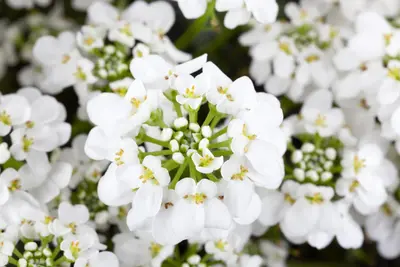 Iberis Sempervirens Snowflake (Scheefbloem) - afbeelding 16