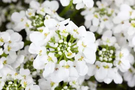 Iberis Sempervirens Snowflake (Scheefbloem) - afbeelding 16