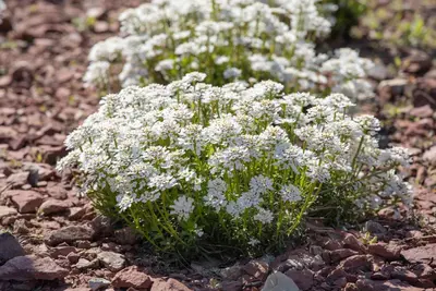 Iberis Sempervirens Snowflake (Scheefbloem) - afbeelding 21