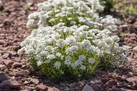 Iberis Sempervirens Snowflake (Scheefbloem) - afbeelding 21