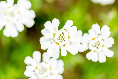 Iberis Sempervirens Snowflake (Scheefbloem) - afbeelding 24
