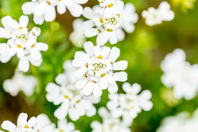 Iberis Sempervirens Snowflake (Scheefbloem) - afbeelding 25
