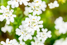Iberis Sempervirens Snowflake (Scheefbloem) - afbeelding 25