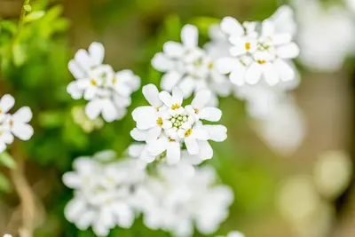 Iberis Sempervirens Snowflake (Scheefbloem) - afbeelding 26
