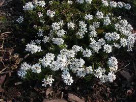 Iberis Sempervirens Snowflake (Scheefbloem) - afbeelding 18