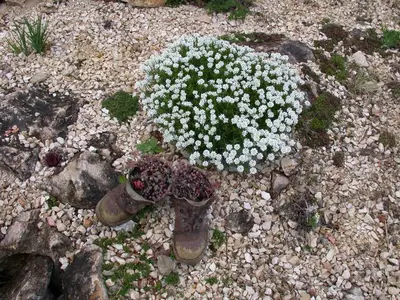 Iberis Sempervirens Snowflake (Scheefbloem) - afbeelding 19