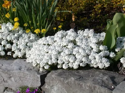 Iberis Sempervirens Snowflake (Scheefbloem) - afbeelding 20