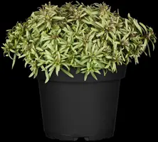 Iberis Sempervirens Snowflake (Scheefbloem) - afbeelding 11