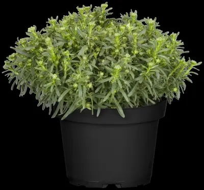Iberis Sempervirens Snowflake (Scheefbloem) - afbeelding 13