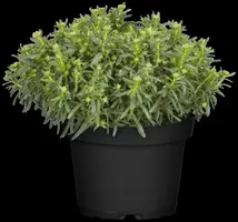 Iberis Sempervirens Snowflake (Scheefbloem) - afbeelding 13