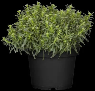 Iberis Sempervirens Snowflake (Scheefbloem) - afbeelding 12