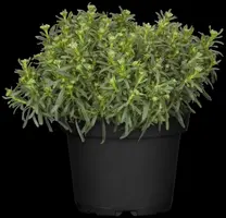 Iberis Sempervirens Snowflake (Scheefbloem) - afbeelding 12