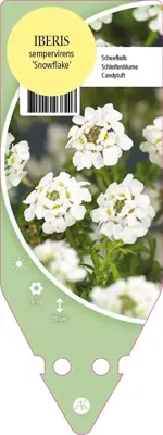 Iberis Sempervirens Snowflake (Scheefbloem) - afbeelding 1