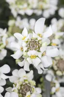 Iberis Sempervirens Snowflake (Scheefbloem) - afbeelding 7