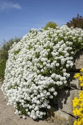 Iberis Sempervirens Snowflake (Scheefbloem) - afbeelding 10