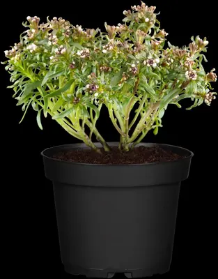 Iberis Sempervirens Snowflake (Scheefbloem) - afbeelding 9