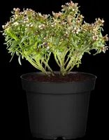 Iberis Sempervirens Snowflake (Scheefbloem) - afbeelding 9
