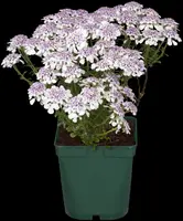 Iberis Sempervirens Snowflake (Scheefbloem) - afbeelding 15