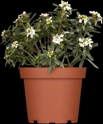 Iberis Sempervirens Snowflake (Scheefbloem) - afbeelding 3