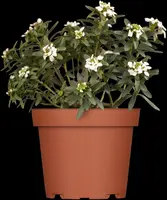 Iberis Sempervirens Snowflake (Scheefbloem) - afbeelding 3