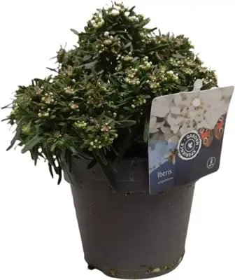 Iberis sempervirens (Witte scheefbloem) 20 cm - afbeelding 1