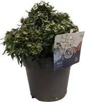 Iberis sempervirens (Witte scheefbloem) 20 cm - afbeelding 1