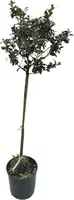Ilex aquif green (Japanse hulst) 160-170 cm kopen?