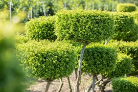Ilex crenata, Bonsai (Japanse hulst) - afbeelding 2