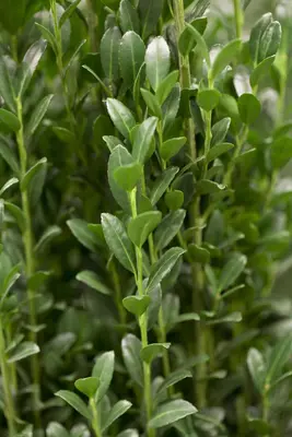 Ilex crenata 'Caroline Upright' (Japanse hulst 'Caroline Upright') - afbeelding 1