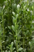 Ilex crenata 'Caroline Upright' (Japanse hulst 'Caroline Upright') - afbeelding 1