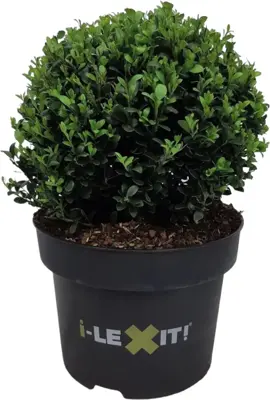 Ilex crenata 'Dark Green' (Japanse hulst) 25cm - afbeelding 1