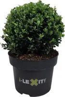 Ilex crenata 'Dark Green' (Japanse hulst) 25cm - afbeelding 1