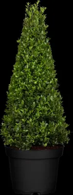 Ilex crenata 'Dark Green'® (Japanse hulst 'Dark Green') - afbeelding 2