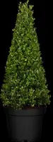 Ilex crenata 'Dark Green'® (Japanse hulst 'Dark Green') - afbeelding 2