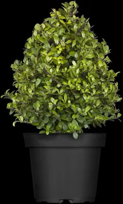 Ilex crenata 'Dark Green'® (Japanse hulst 'Dark Green') - afbeelding 3