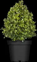 Ilex crenata 'Dark Green'® (Japanse hulst 'Dark Green') - afbeelding 3