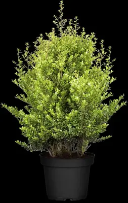 Ilex crenata 'Dark Green'® (Japanse hulst 'Dark Green') - afbeelding 4