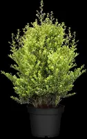 Ilex crenata 'Dark Green'® (Japanse hulst 'Dark Green') - afbeelding 4