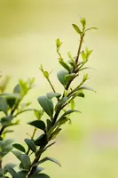 Ilex crenata 'Dark Green'® (Japanse hulst 'Dark Green') - afbeelding 5