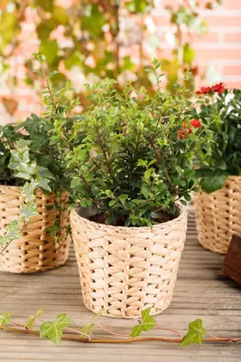 Ilex crenata 'Dark Green'® (Japanse hulst 'Dark Green') - afbeelding 10