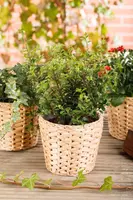 Ilex crenata 'Dark Green'® (Japanse hulst 'Dark Green') - afbeelding 10