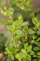 Ilex crenata 'Dark Green'® (Japanse hulst 'Dark Green') - afbeelding 11