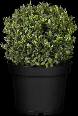 Ilex crenata 'Dark Green'® (Japanse hulst 'Dark Green') - afbeelding 9