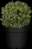 Ilex crenata 'Dark Green'® (Japanse hulst 'Dark Green') - afbeelding 9