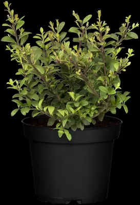 Ilex crenata 'Dark Green'® (Japanse hulst 'Dark Green') - afbeelding 8