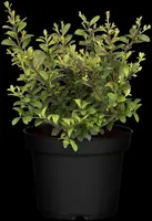 Ilex crenata 'Dark Green'® (Japanse hulst 'Dark Green') - afbeelding 8