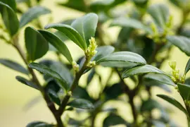 Ilex crenata 'Dark Green'® (Japanse hulst 'Dark Green') - afbeelding 6