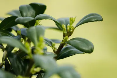 Ilex crenata 'Dark Green'® (Japanse hulst 'Dark Green') - afbeelding 7