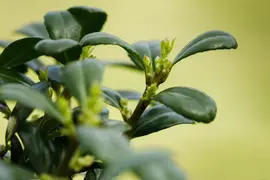 Ilex crenata 'Dark Green'® (Japanse hulst 'Dark Green') - afbeelding 7