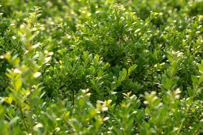Ilex crenata 'Dark Green'® (Japanse hulst 'Dark Green') - afbeelding 12